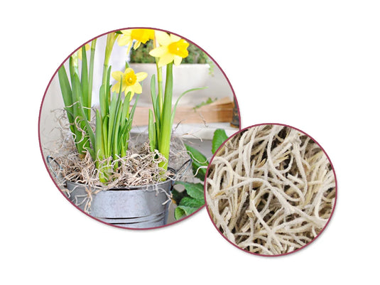 Craft Decor Dried Naturals: 2oz Spanish Moss