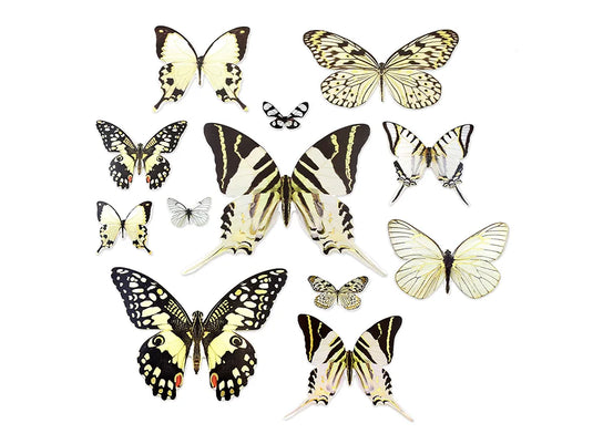 Paper Craft Emb: Butterfly Die Cuts w/Foil Accents D) White