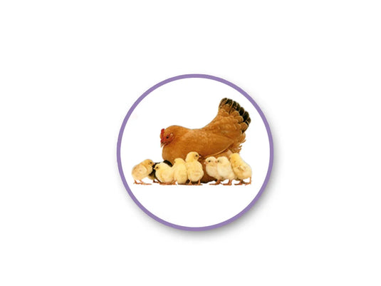 Paper Craft Sticker: 5"x12" Classic Themes 'Clear' Photo Safe C) Farm Animals